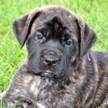 Bay - Brindle Female American Mastiff