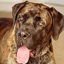 Logan - Brindle Male American Mastiff