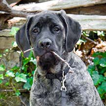 Walraven - Brindle Male American Mastiff