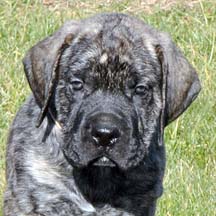 Honus - Brindle Male American Mastiff