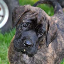 Bo - Brindle Male American Mastiff