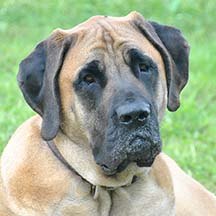 Fawn/Apricot Male American Mastiff