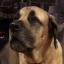 Seamus - Fawn Male American Mastiff