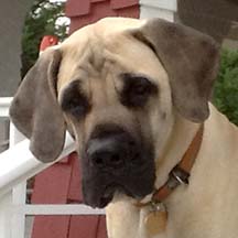 Dennett - Fawn Male American Mastiff