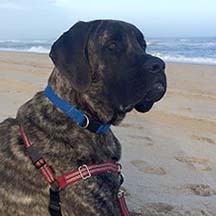 Winston - Brindle Male American Mastiff