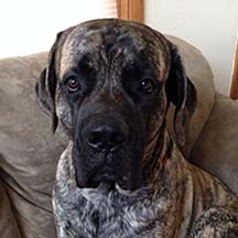 Tubbs - Brindle Male American Mastiff