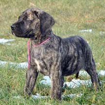 Sadie - Brindle Female American Mastiff