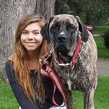 Phoenix - Brindle Female American Mastiff