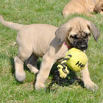 6 weeks old