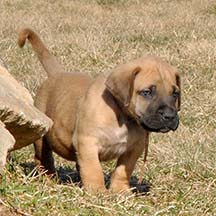 Bailey - Apricot Male American Mastiff