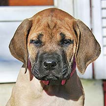 Crosby - Apricot Female American Mastiff