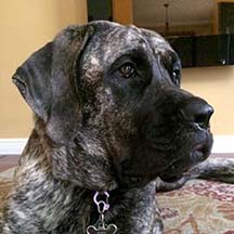 zoey - Brindle Female American Mastiff