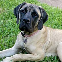 Iris - Apricot Female American Mastiff