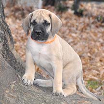 Remington - Fawn Male American Mastiff