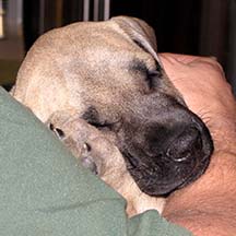 Daisy - Fawn Female American Mastiff