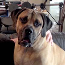 General MacArthur - Fawn/Apricot Male American Mastiff