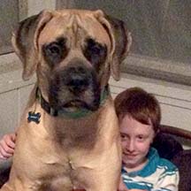 Kingsley - Apricot Male American Mastiff