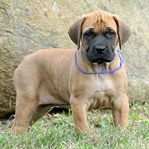 Willow - Apricot Female American Mastiff