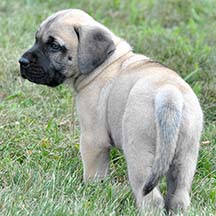 Murphy - Fawn Male American Mastiff