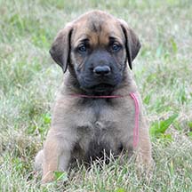 Ruby - Apricot Female American Mastiff