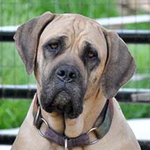 Delaware - Fawn Female American Mastiff