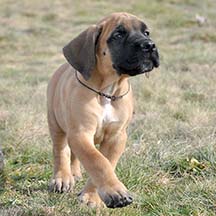 Apricot Male American Mastiff