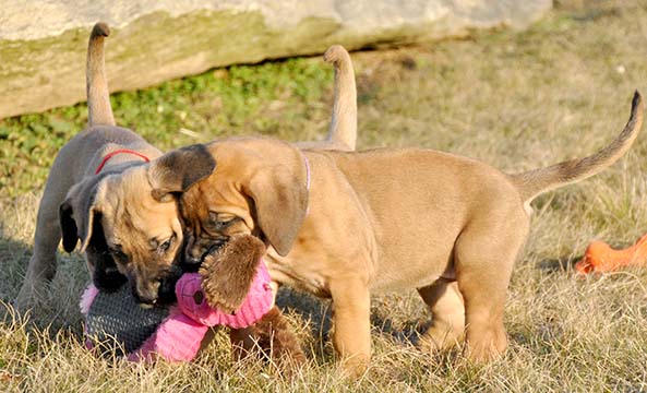 6 weeks old