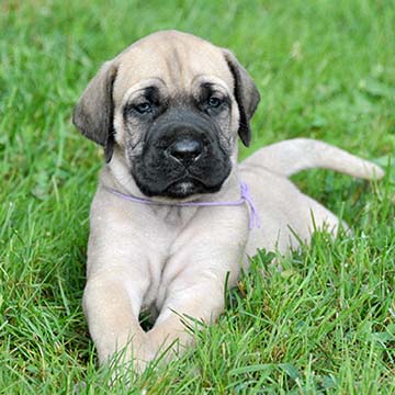 american mastiff puppies for sale