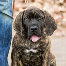 Baloo - Brindle Male American Mastiff