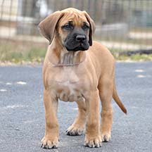 Lea - Apricot Female American Mastiff