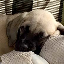 Norie - Fawn Female American Mastiff