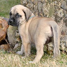 Shalamar - Fawn Female American Mastiff