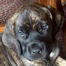 Harper - Brindle Female American Mastiff