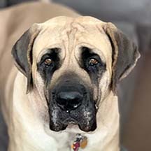 LuLu - Fawn Female American Mastiff