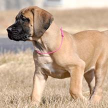 Paige - Apricot Female American Mastiff