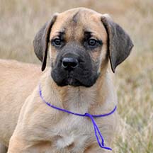 Maddy - Apricot Female American Mastiff