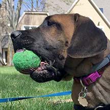 Sophie - Apricot Female American Mastiff