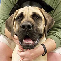 Adeline - Fawn Female American Mastiff