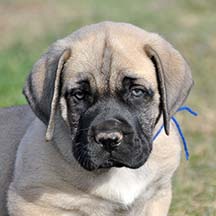 Thor - Fawn Male American Mastiff