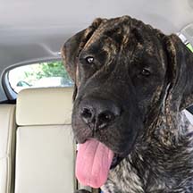 Hogan - Brindle Male American Mastiff