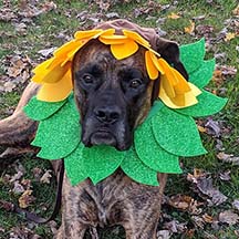 Maverick - Brindle Male American Mastiff