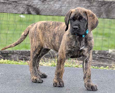 brindle female