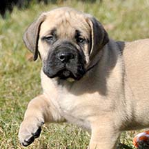 Taggart - Fawn Male American Mastiff