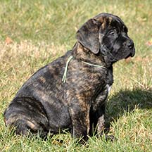 Tularosa - Brindle Female American Mastiff