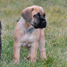 Riley - Apricot Female American Mastiff