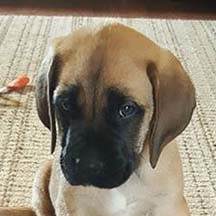 Ryder - Apricot Female American Mastiff