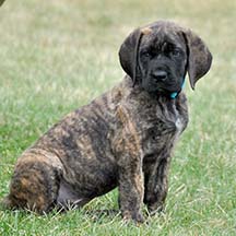 Bristol - Brindle Female American Mastiff
