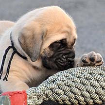 Liberty - Fawn Female American Mastiff