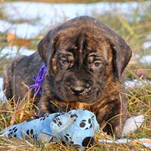 Gypsy Danger - Brindle Female American Mastiff