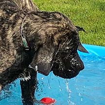 Griswold - Brindle Male American Mastiff